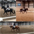 4th October 2020 – Day 1 Dressage – Waterford Riding Club